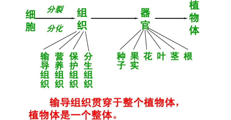 植物结构层次示意图图片