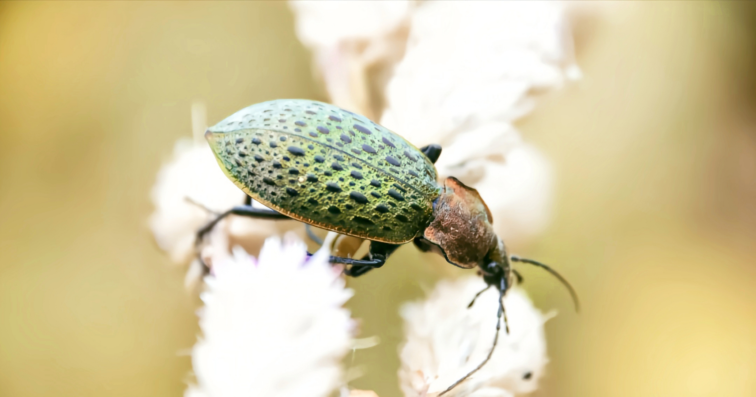 每天认识一种昆虫——绿步甲 绿步甲是步甲科,大步甲属昆虫,国家二级