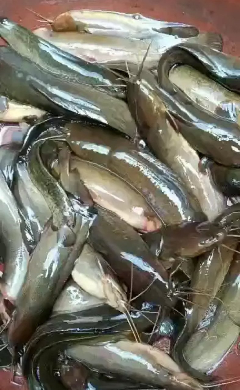 今天在广西博白南城市场发现有塘角鱼等等各种淡水鱼卖,鱼贩子毫不