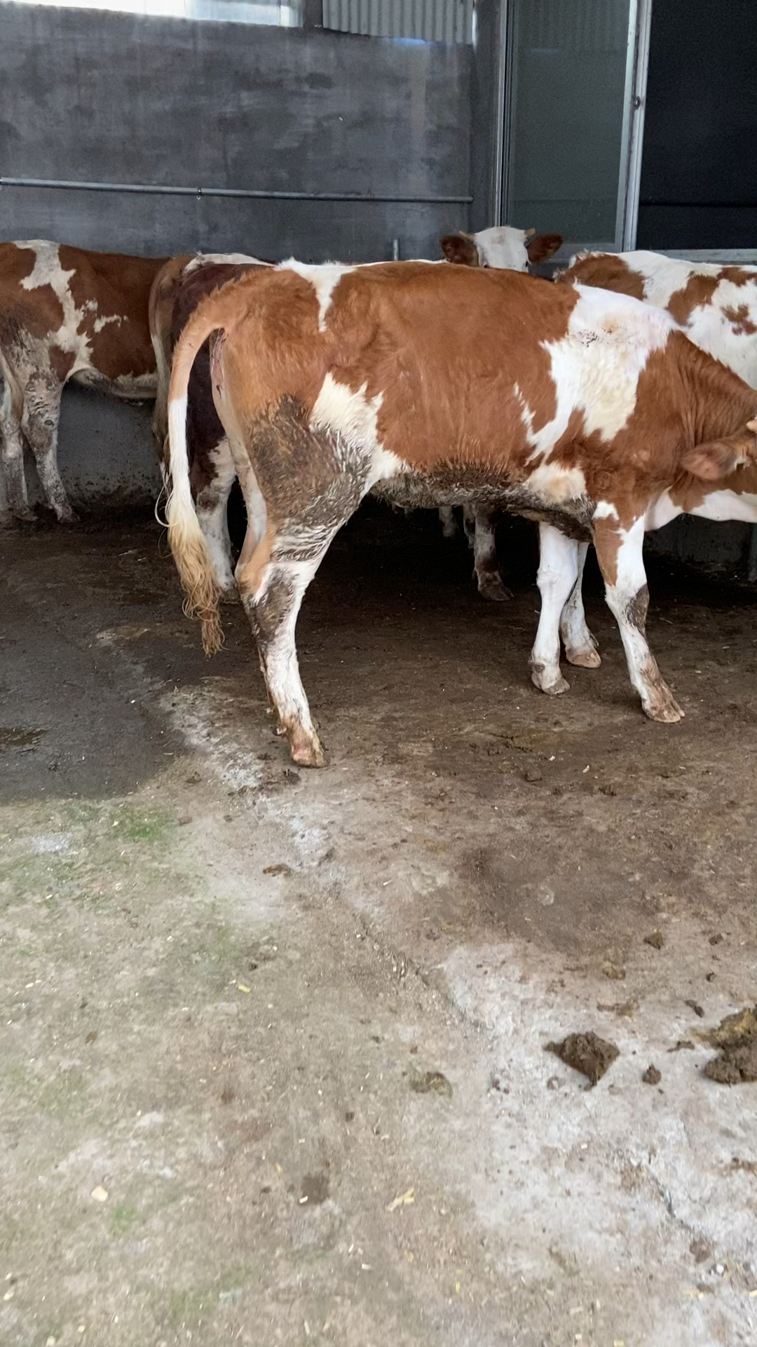 莱州肉牛老葛养牛场精品小母牛