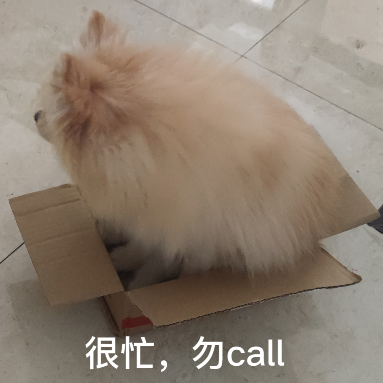 分享一只赖在小盒子里的小黄儿 #我家萌宠成精了# #博美小黄儿