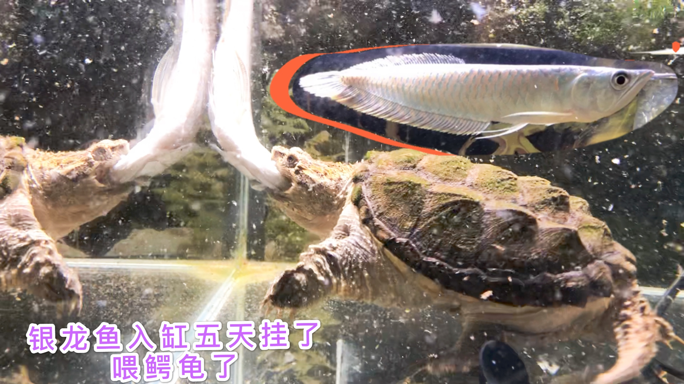 新手养银龙鱼入缸5天挂了,不能浪费捞起来喂鳄龟,一条龙鱼吃光