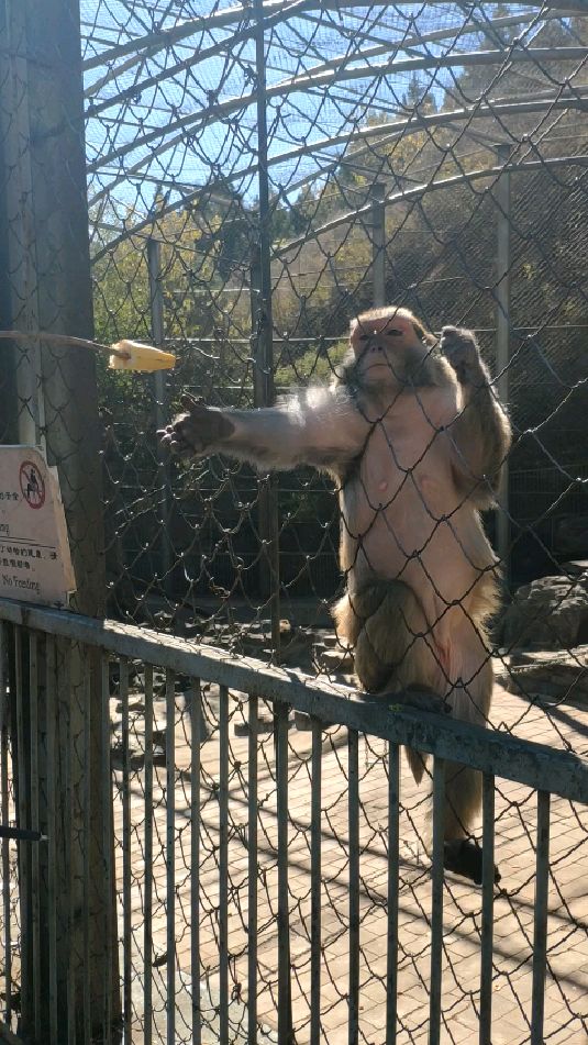 北宫小动物园的猴子