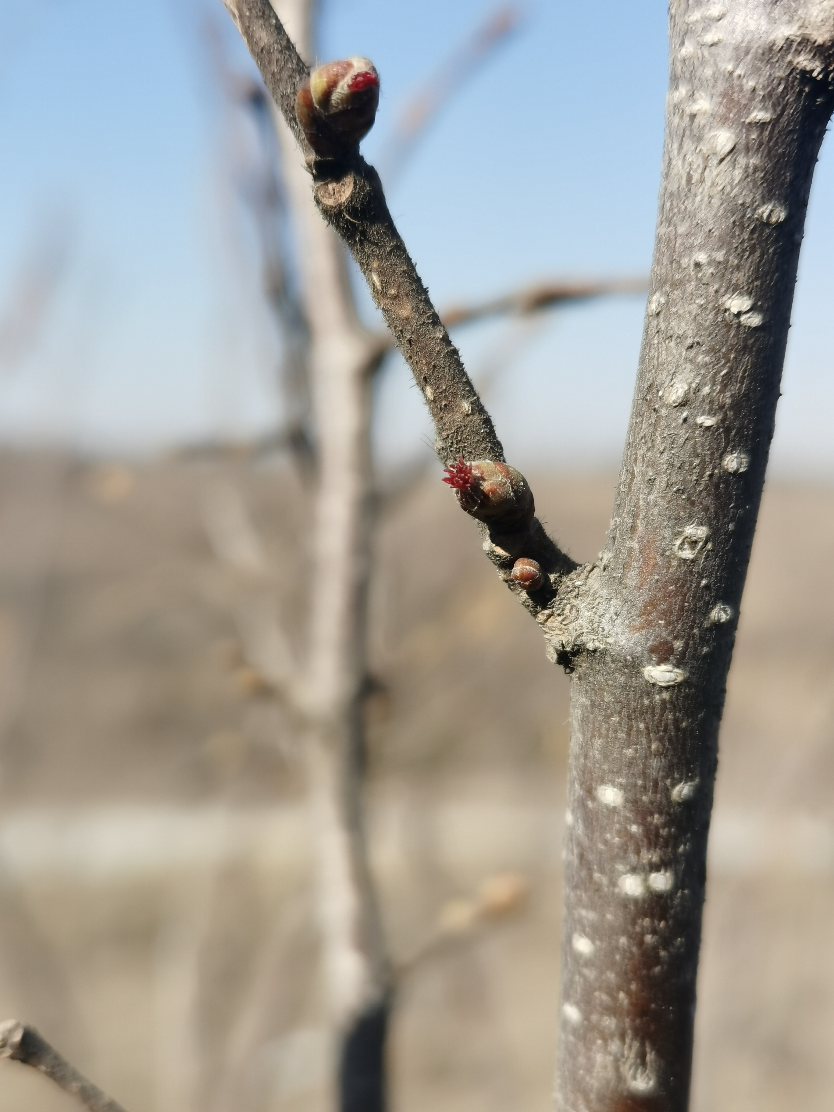 山东诸城榛子雌花初放