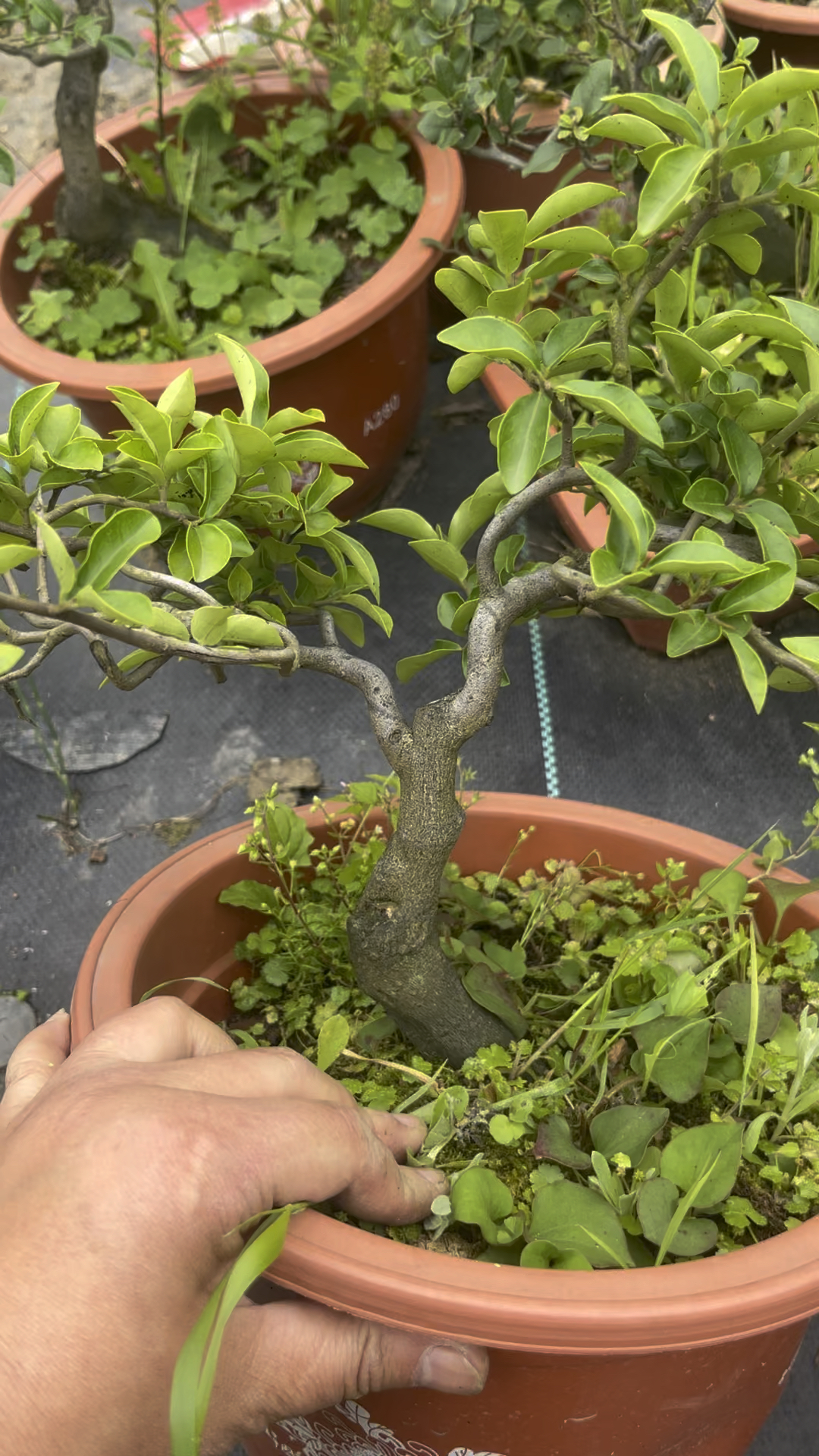 金弹子原生母本大树型母桩小品