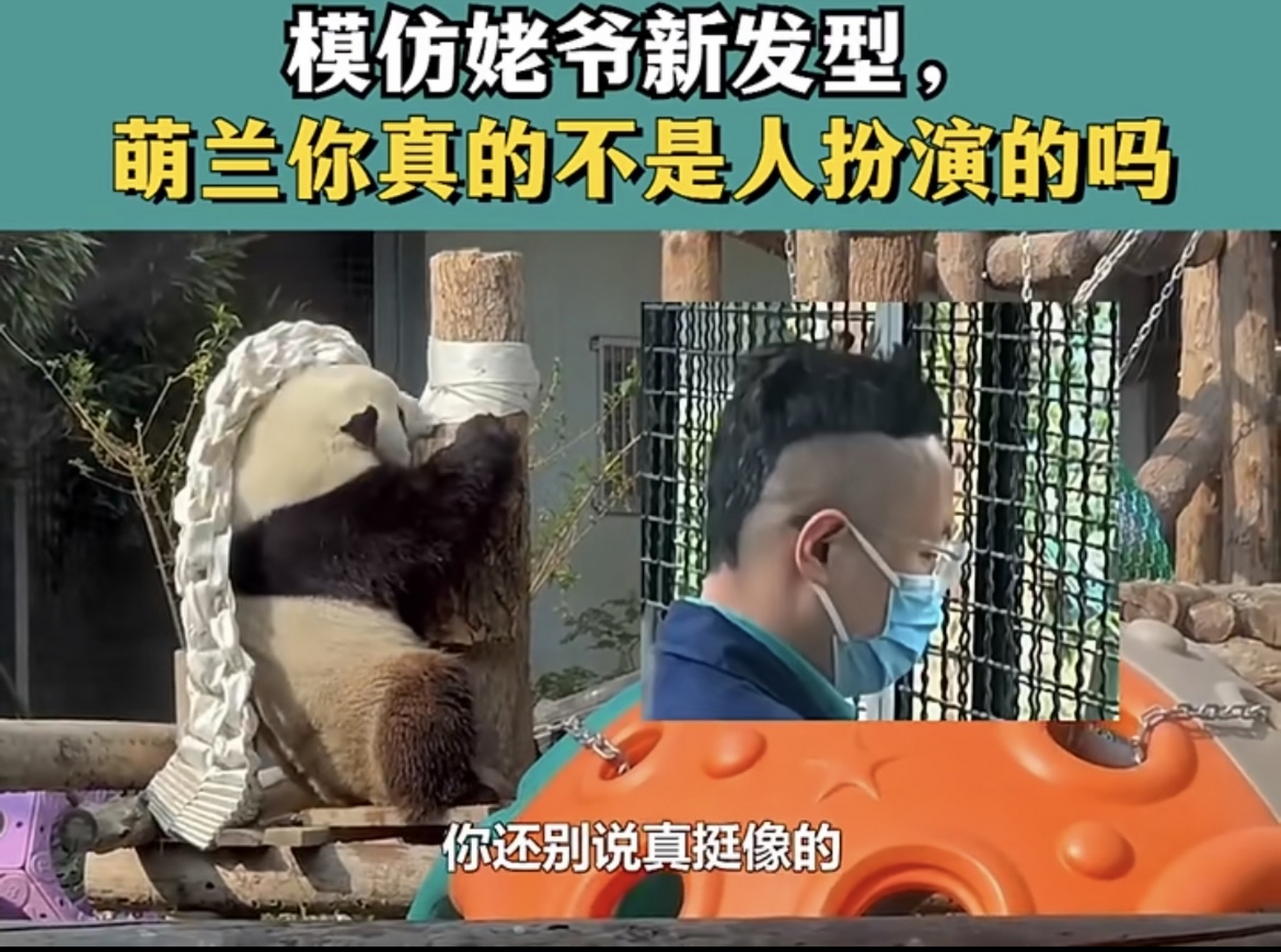 你别说,还真挺潮挺帅的[滑稽]#熊猫# #大熊猫萌兰# #搞笑萌宠