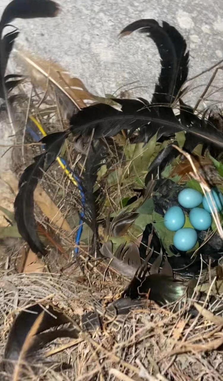 白色的,黑色的,花色的鸟蛋都见过,这蓝色的当真是第一次见