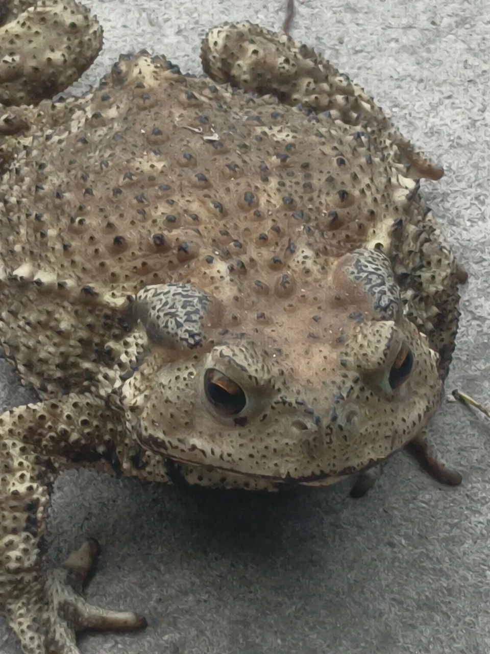 蟾蜍,又叫癞蛤蟆. 长得其实挺可爱的～ 它往往都是财富的象征.