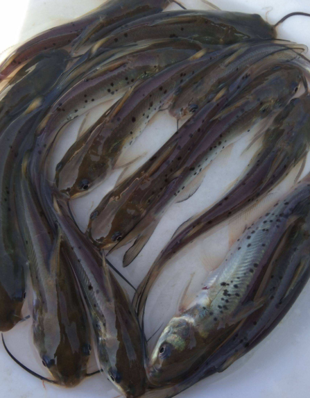 贵州淡水鱼种类大全图片
