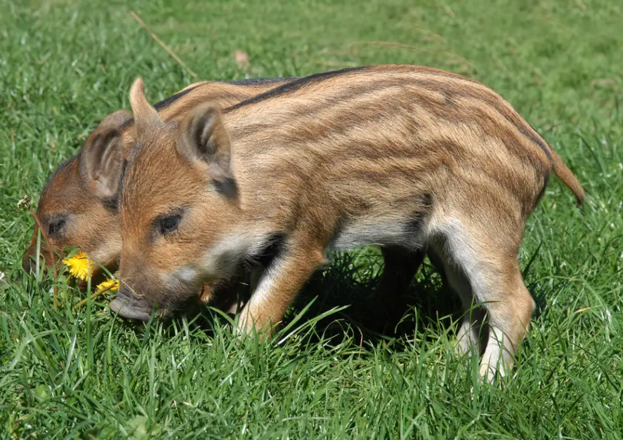 杂食动物有哪些?