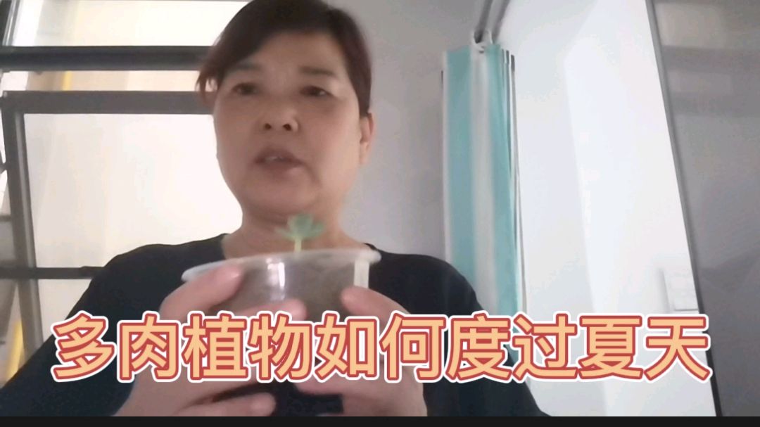 炎热的夏天,多肉植物如何养护