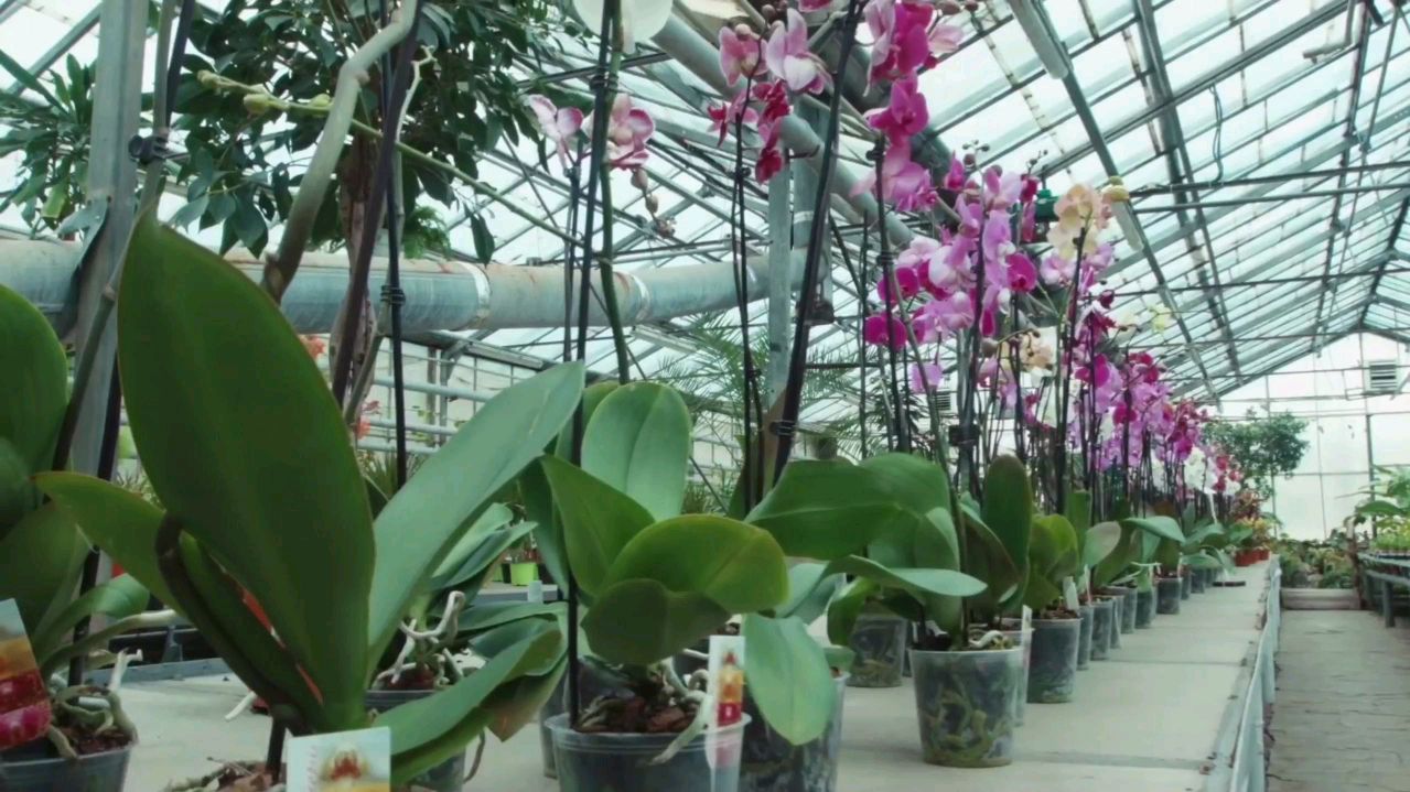 明白这8种花市难见到的蝴蝶兰后,我不再纠结蝴蝶兰的名字叫什么了