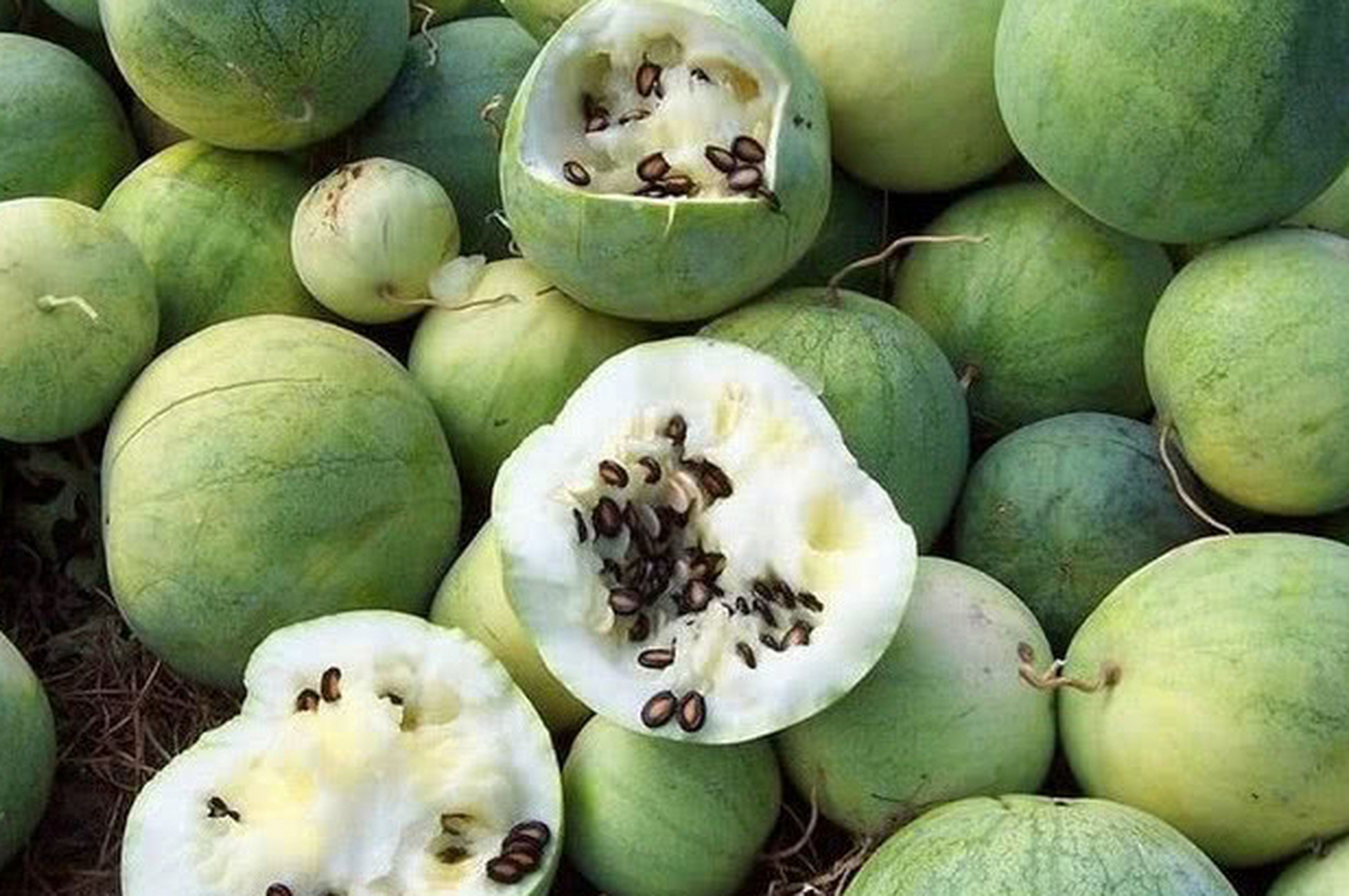 一开始以为是西瓜,后来以为是冬瓜,结果是打瓜,你见过打瓜吗?