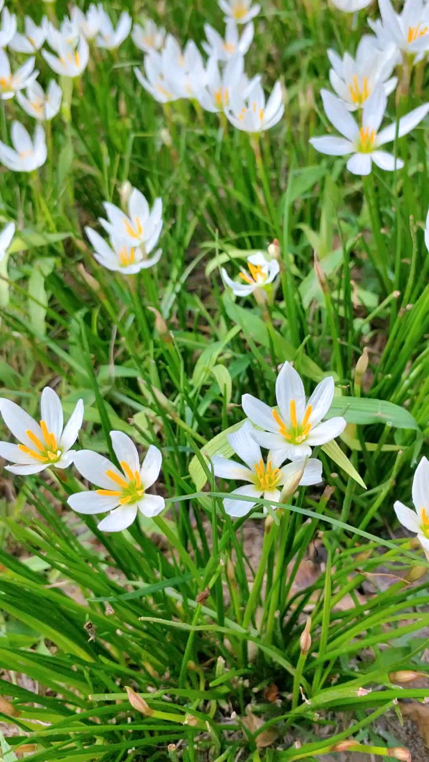 绿化带里盛开的韭兰,花开一片,眼馋