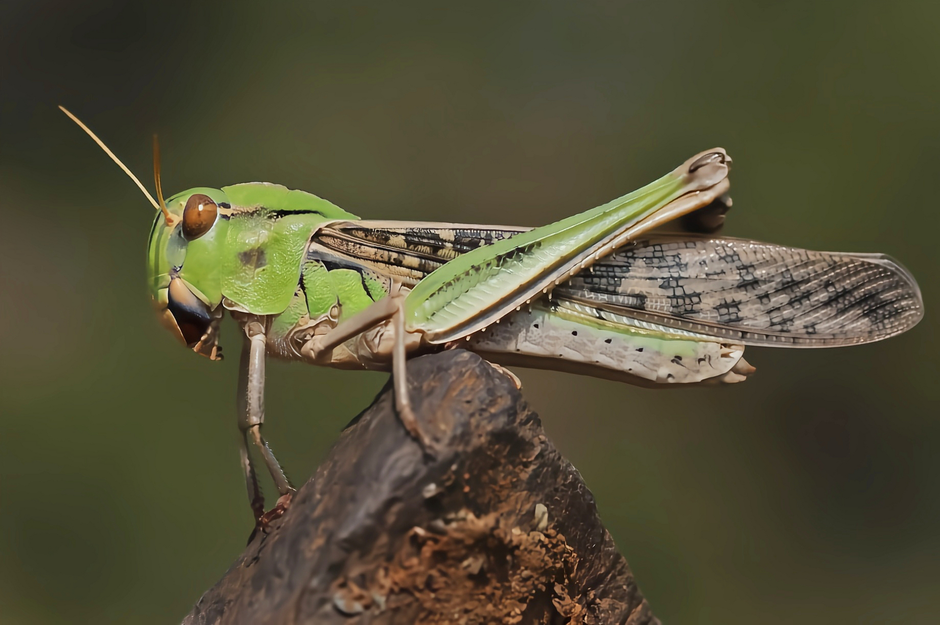 每天认识一种昆虫——东亚飞蝗 东亚飞蝗又叫蚂蚱,是蝗虫中危害最大的