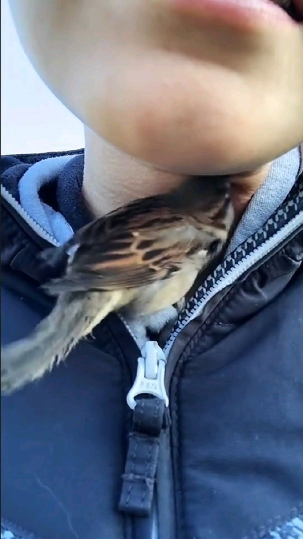 这一定是前生的缘分,才能让小麻雀和男孩如此亲近-度小视