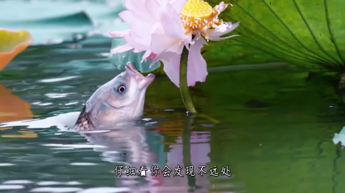 池塘荷花摇摇晃晃,仔细观察,竟是鱼儿张着大嘴“抢食荷花”!