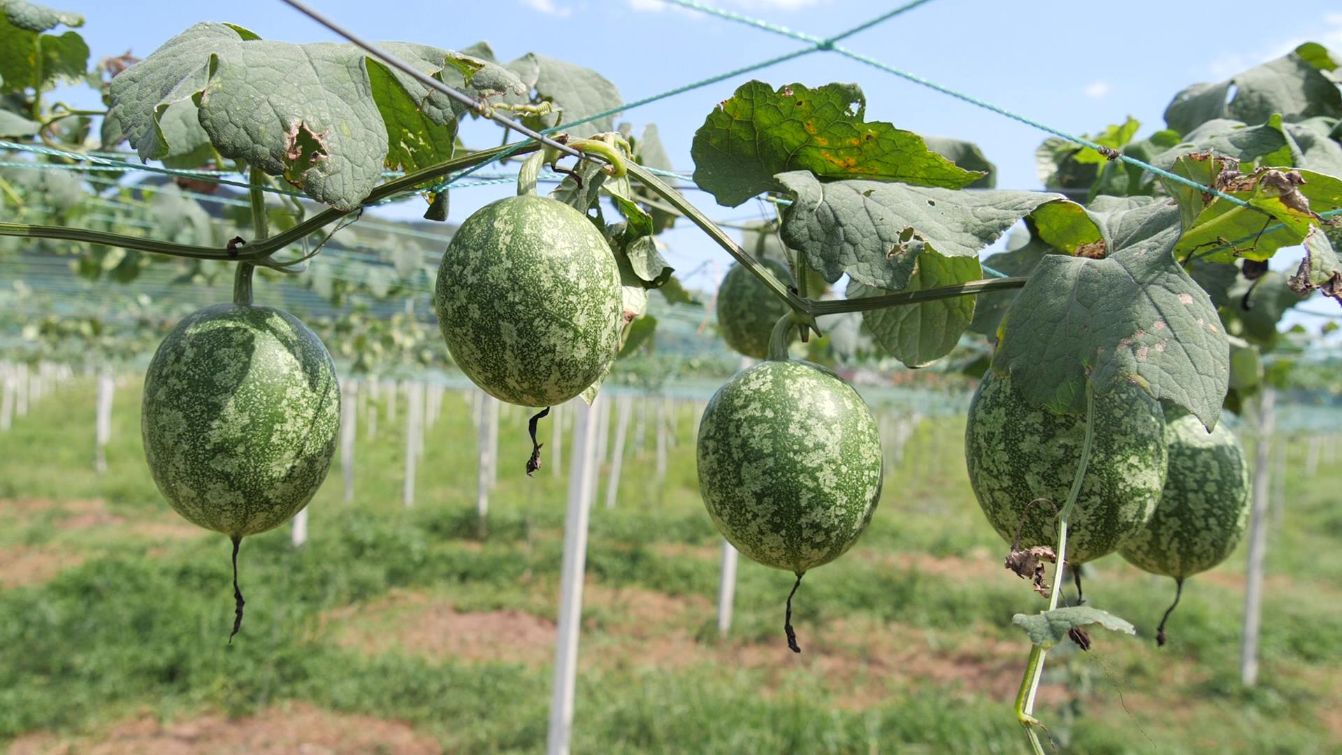吊瓜子种植栽培方法:轻松掌握,丰收满满!