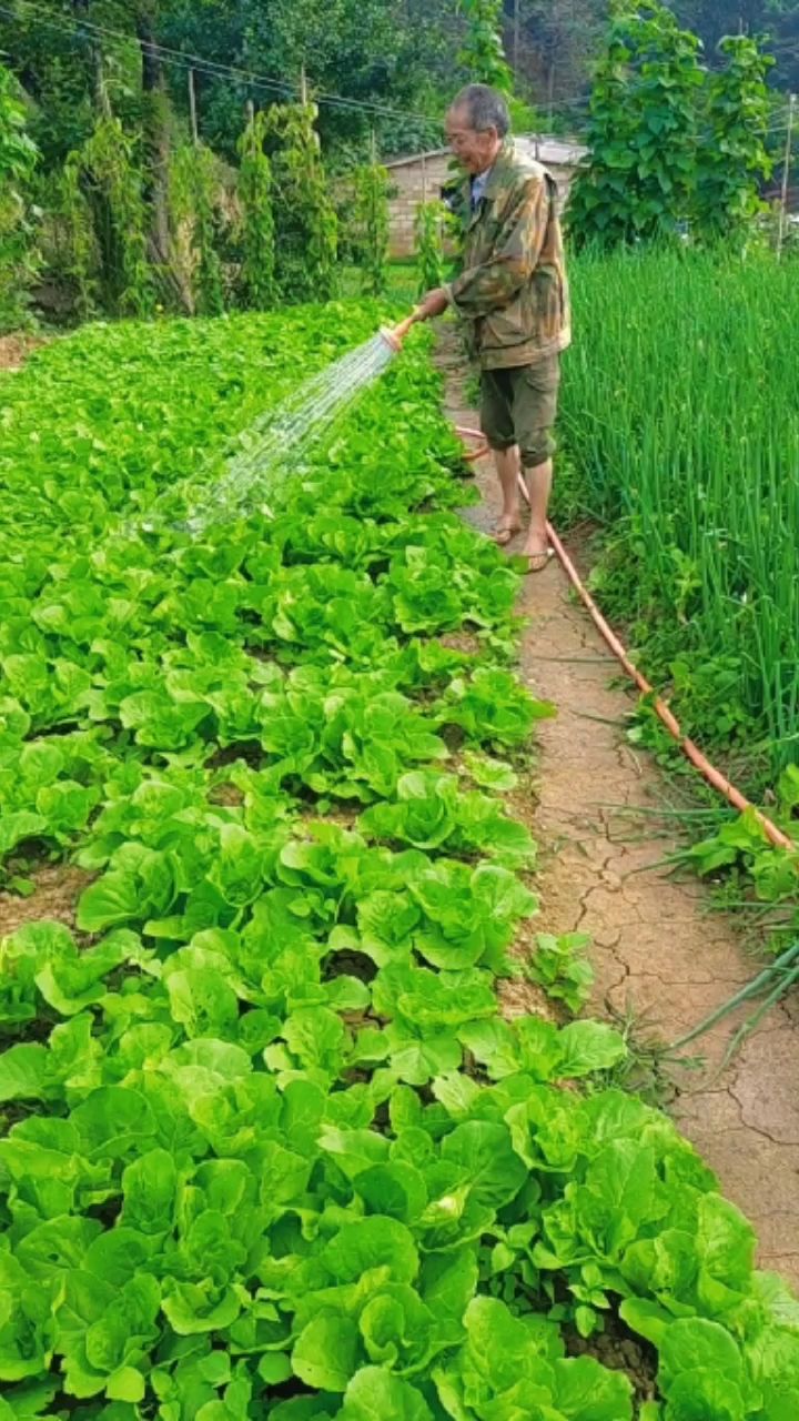 农村人辛苦的一天又开始了,浇菜挖地,认真地对待土地上的每一分收获