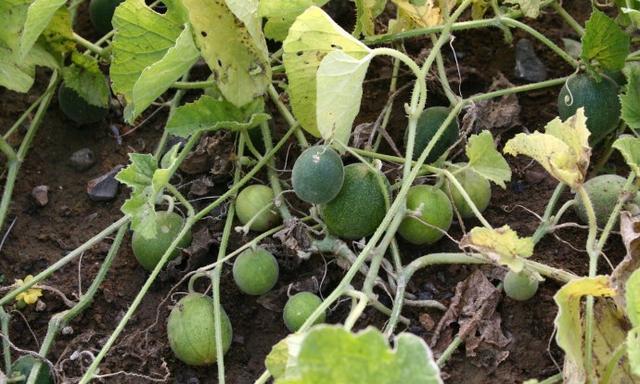 过去农田常见的"屎瓜"一直被当作害草,为啥现在成了香饽饽?