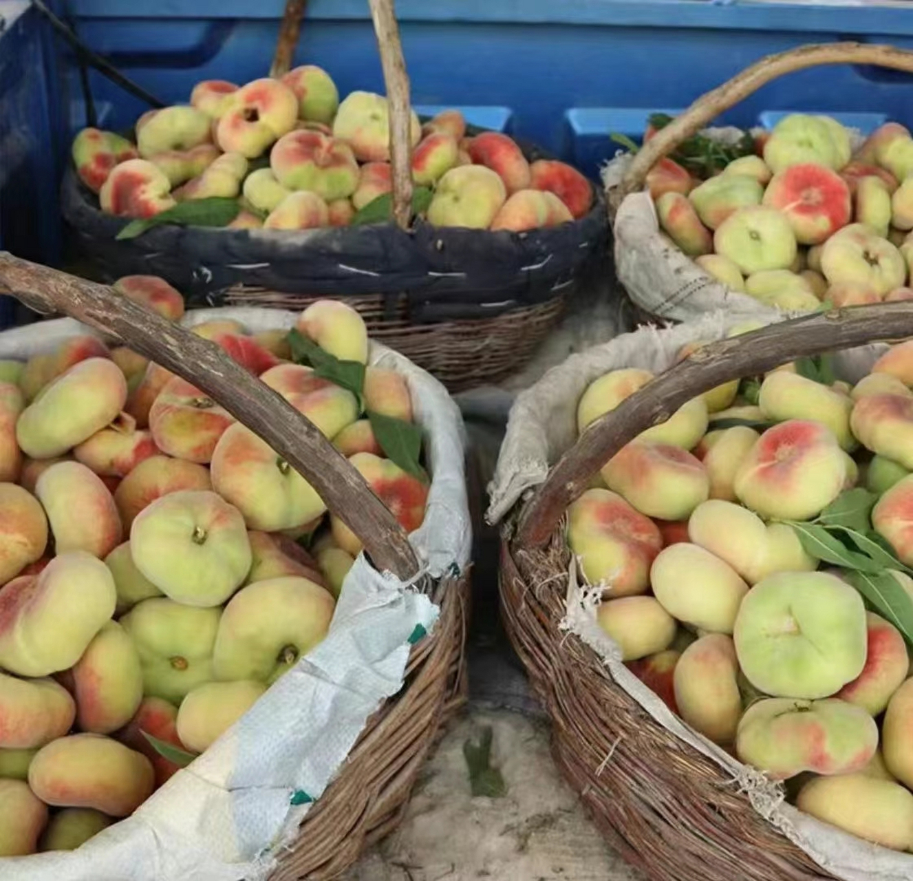 新疆蟠桃正当季95 78 来自新疆石河子的蟠桃 每一口都带着浓郁的