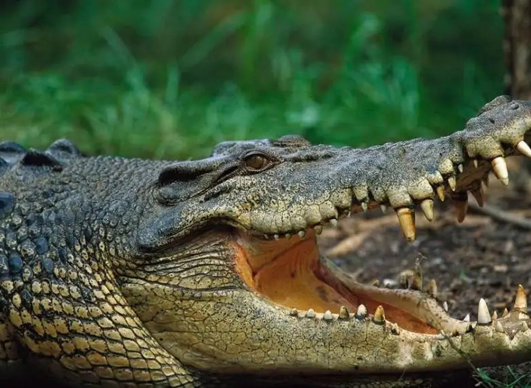 2021年,一名美国猎人巧布陷阱,捉住一只600多磅的巨鳄,当鳄鱼肚子被