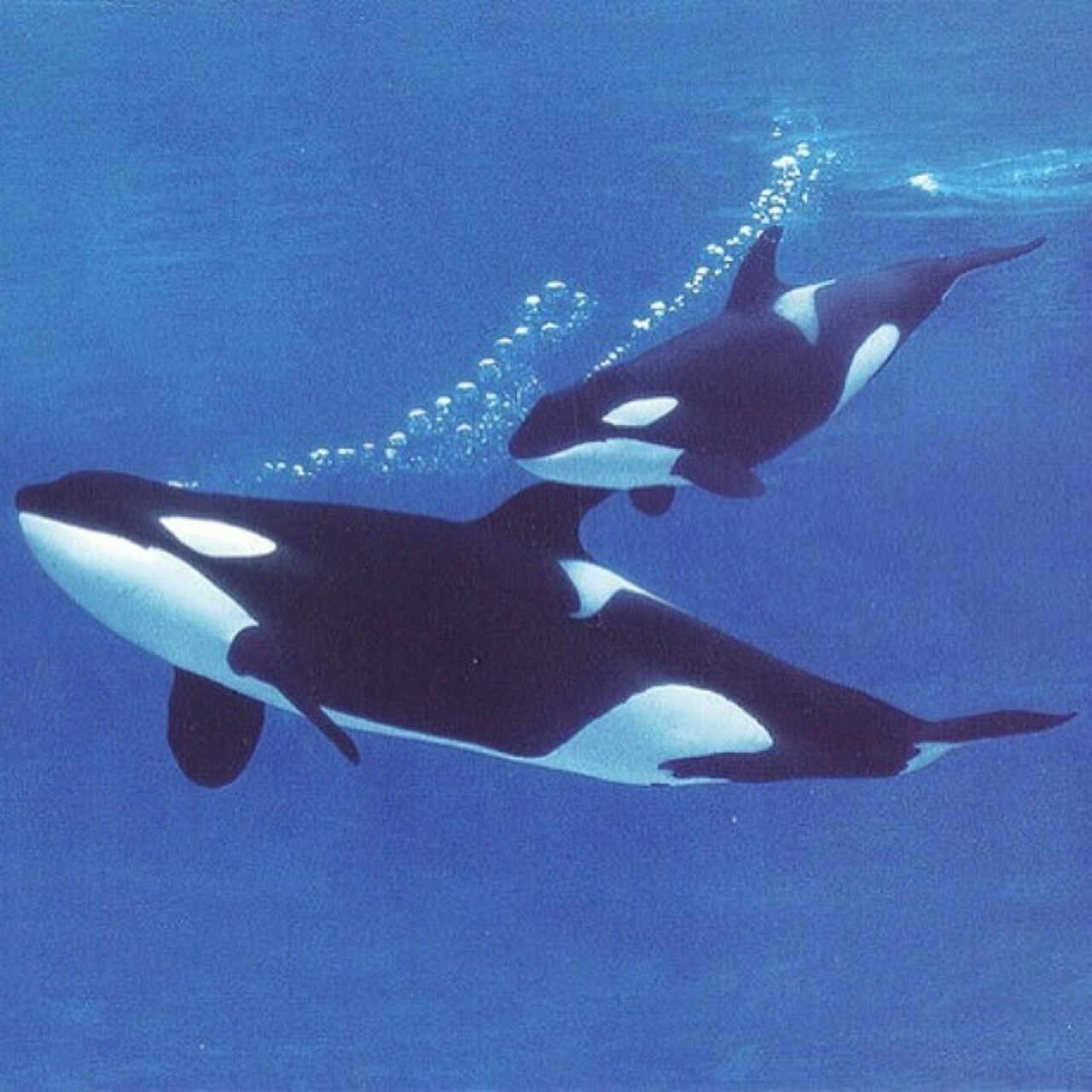 虎鲸是最大的海豚科动物,身长可达9.8米,体重超过10吨.