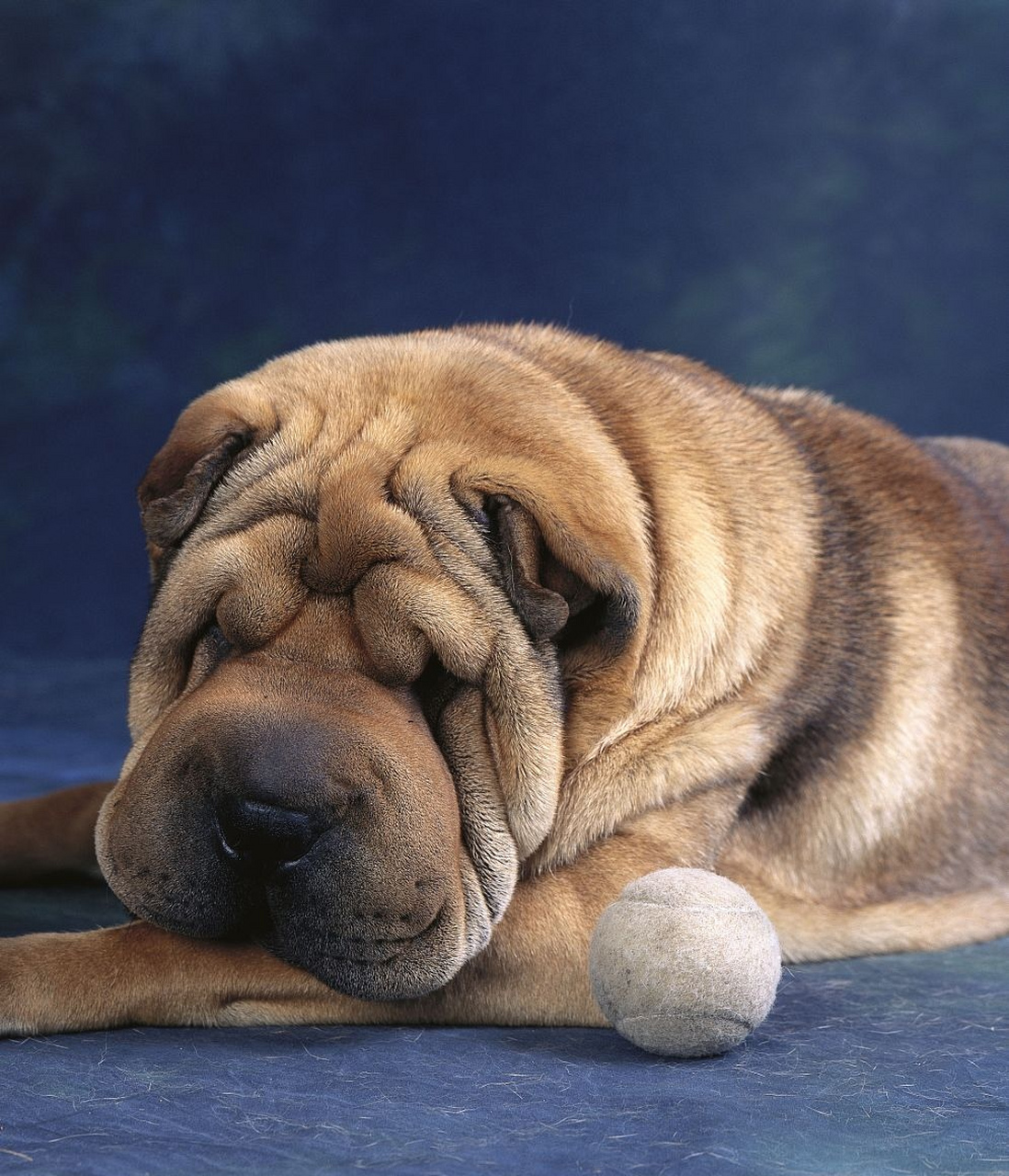 中国沙皮犬,憨态可爱