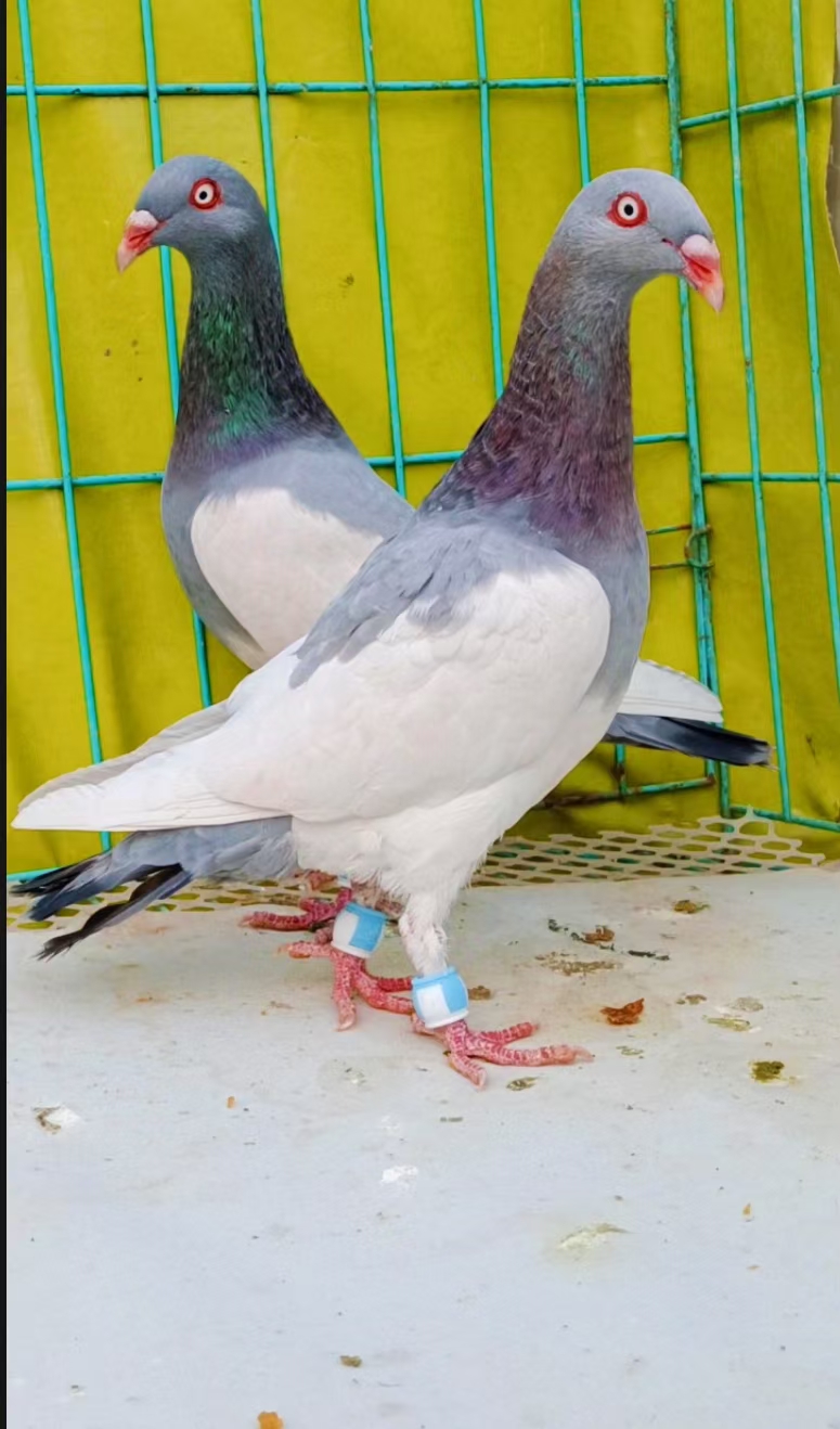 精品魔鬼喜鹊鸽欣赏