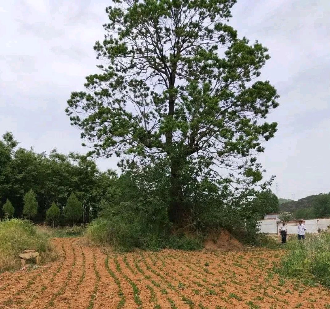 方城風情小鎮四里店之維摩寺,一個穿越時空,滄桑繁華的地方