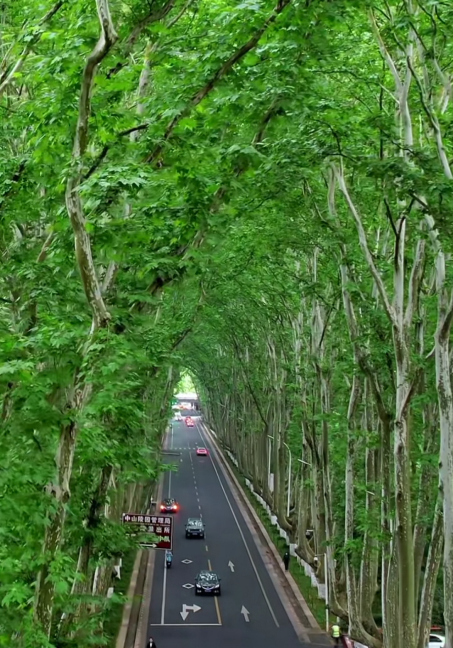 南京梧桐大道:载树的人用了心,修剪的人用了情