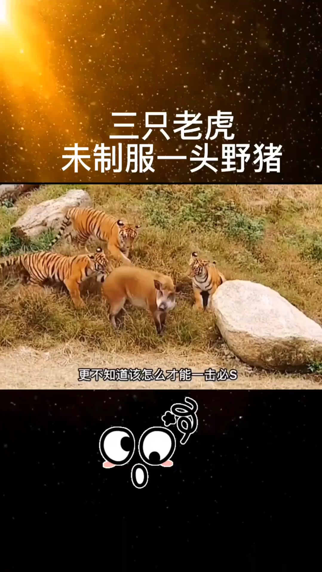 三只老虎没能制服一只野猪,这野猪正猛啊,不愧是一猪二熊三老虎啊.