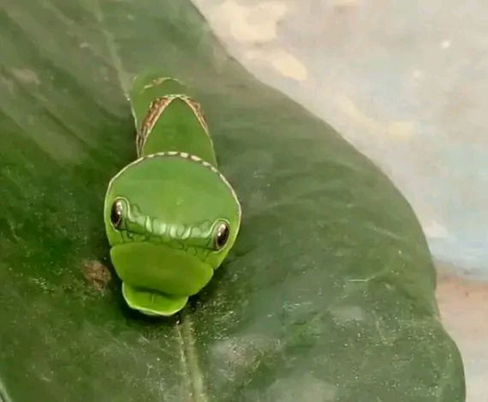 其实它是一种叫花椒凤蝶的幼虫,主要栖息在一些绿色树叶上,比如橘子