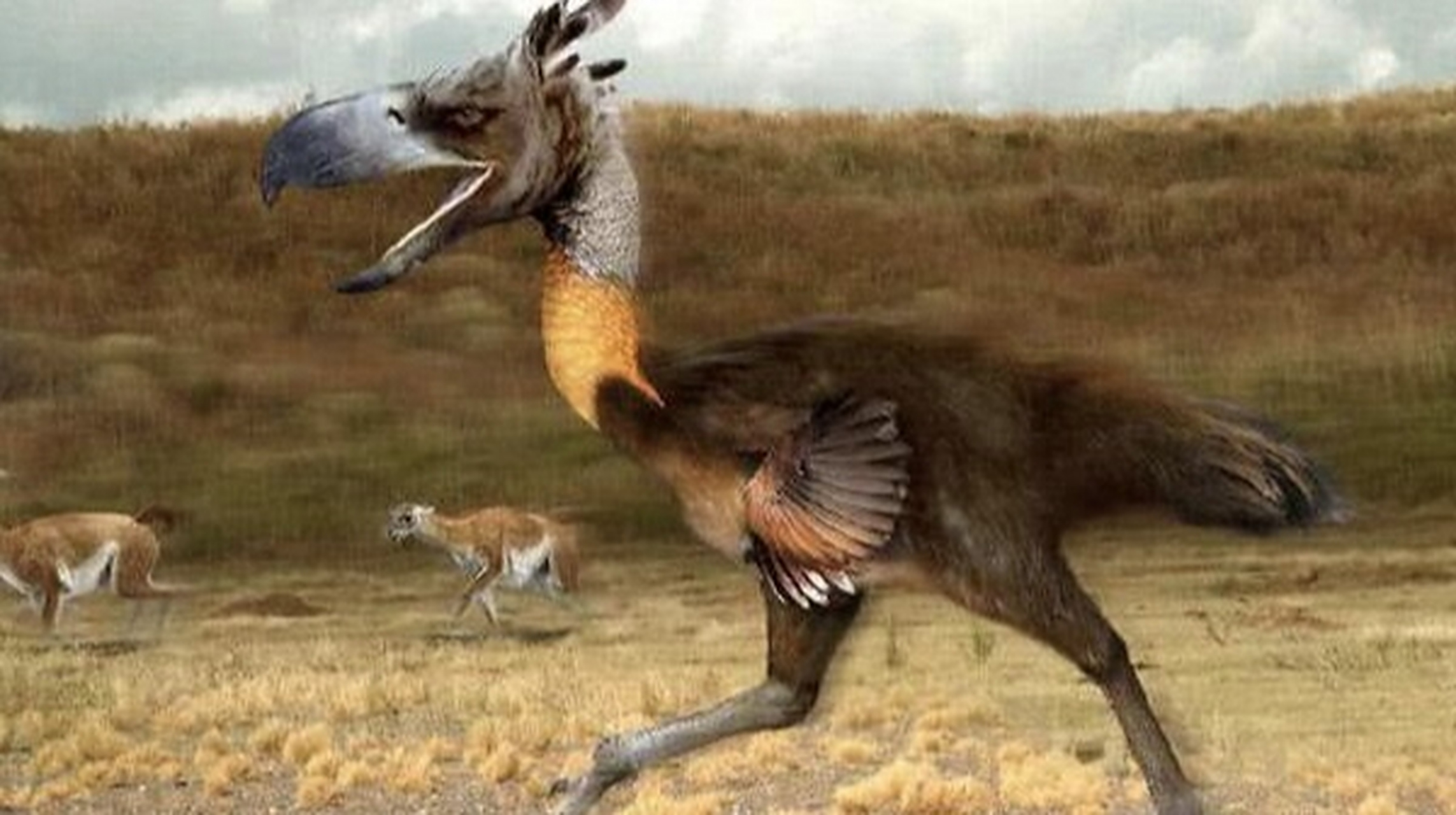 南美洲恐怖鸟  南美洲恐怖鸟(terror bird),也称为"恐鸟",是一种体型