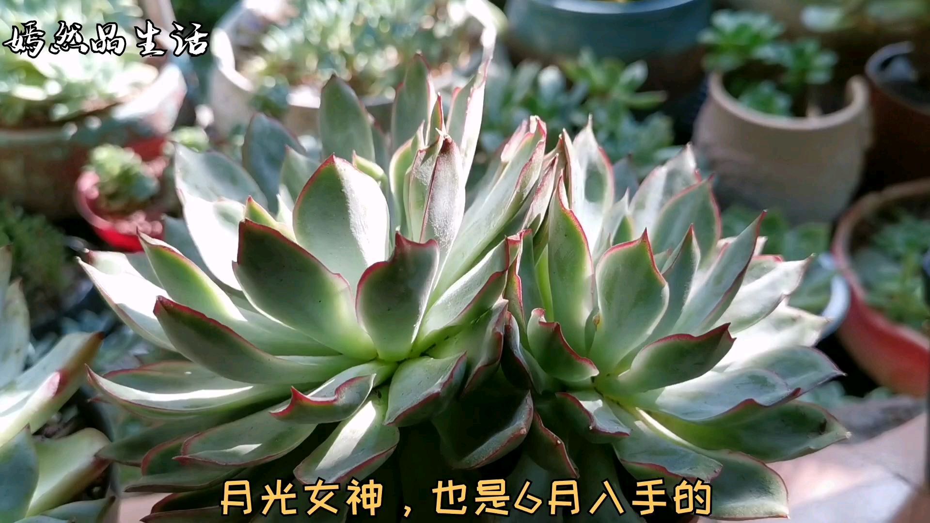 这16款多肉夏季依然很美,皮实好养不徒长,两个月不浇水也没事