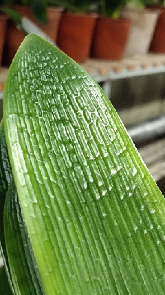 长春君子兰黄技师油匠