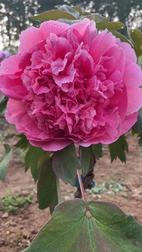 一枝独秀的大胡红牡丹国色天香牡丹花