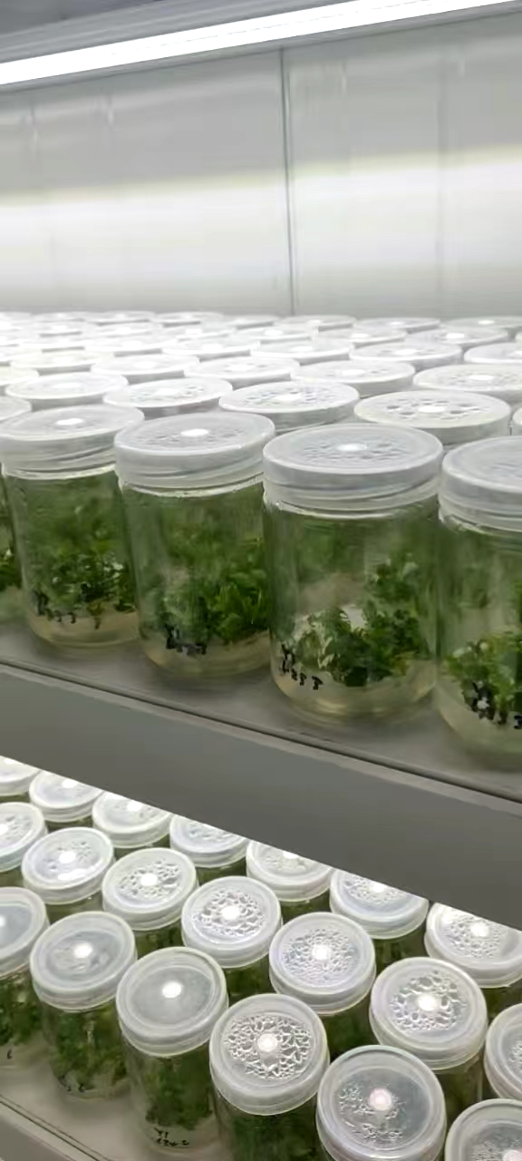 组培室脱毒育苗什么状态?