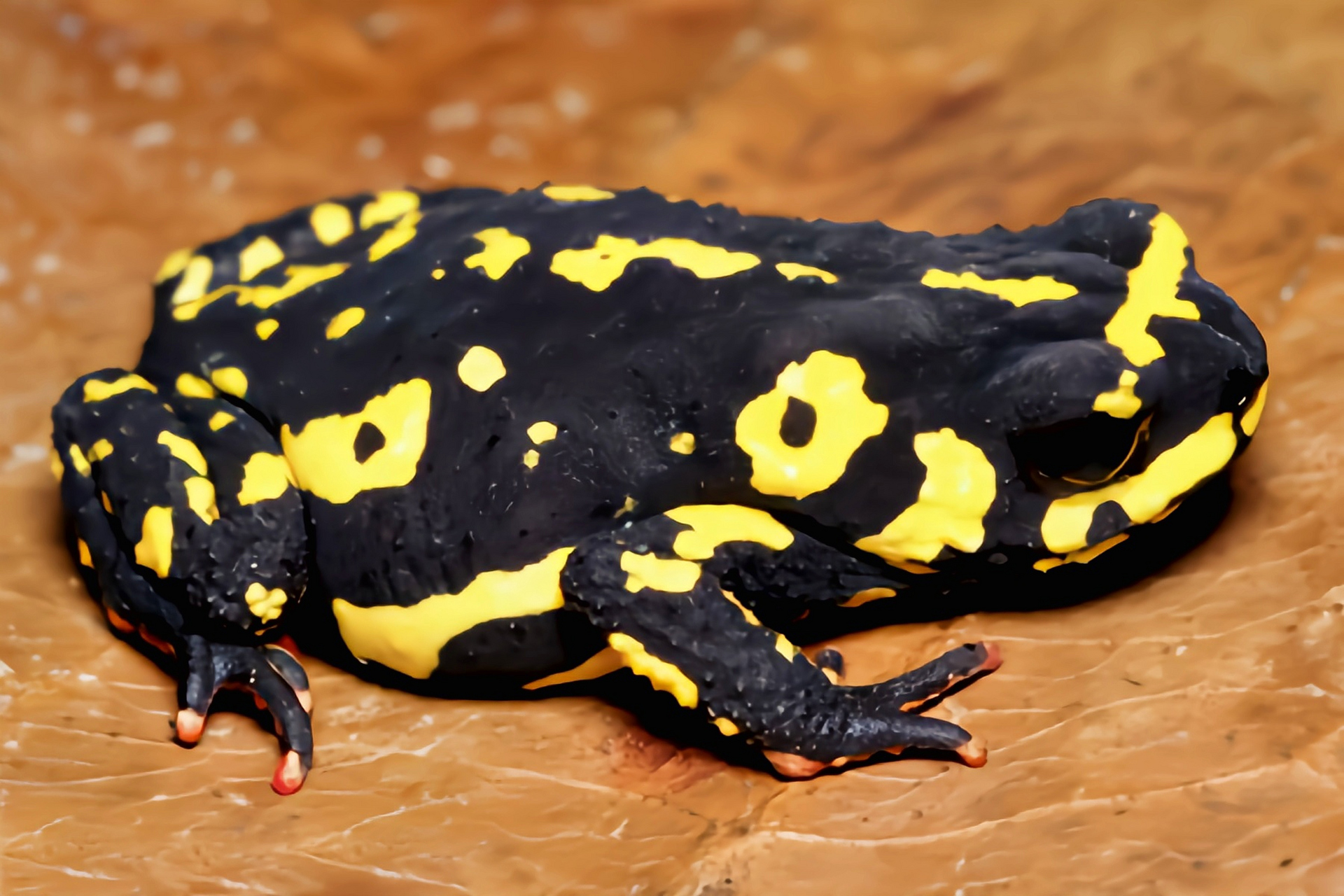 每天认识一种动物——大黄蜂蟾蜍 大黄蜂蟾蜍别名黑昧蟾,大黄蜂步行