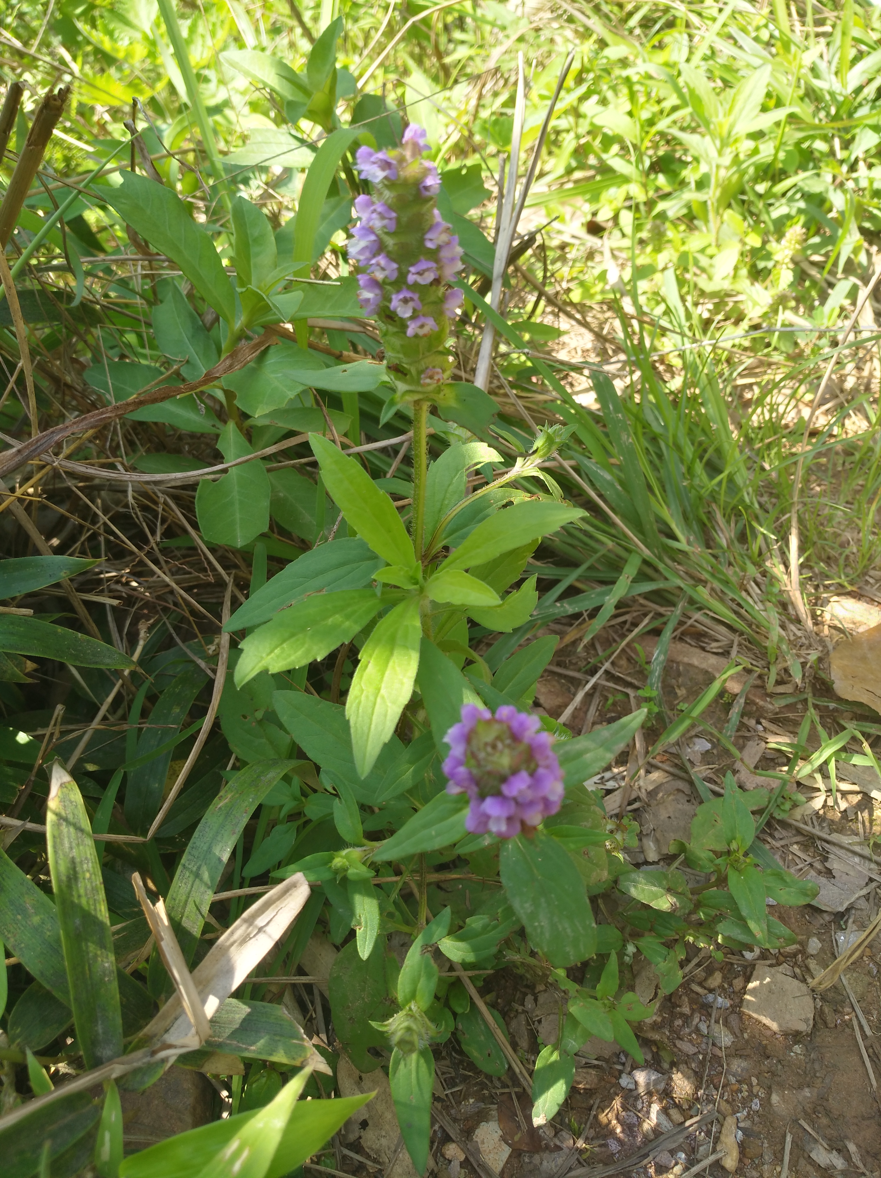 野生夏枯草,紫色好看的花朵,这个季节是最美,有药用价值