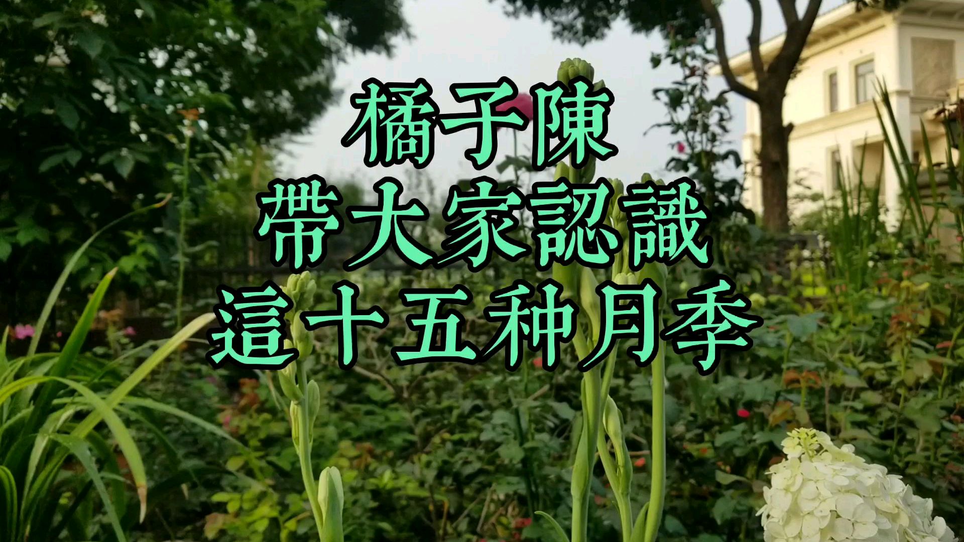 橘子陈带大家认识十五种月季