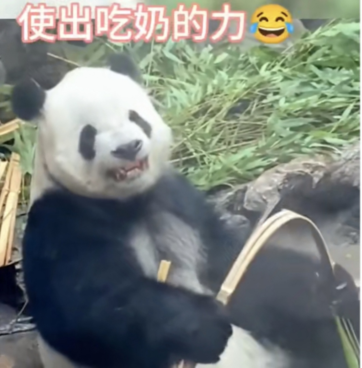 否则我能打100个[大笑]#国宝大熊猫# #面目狰狞的小可爱