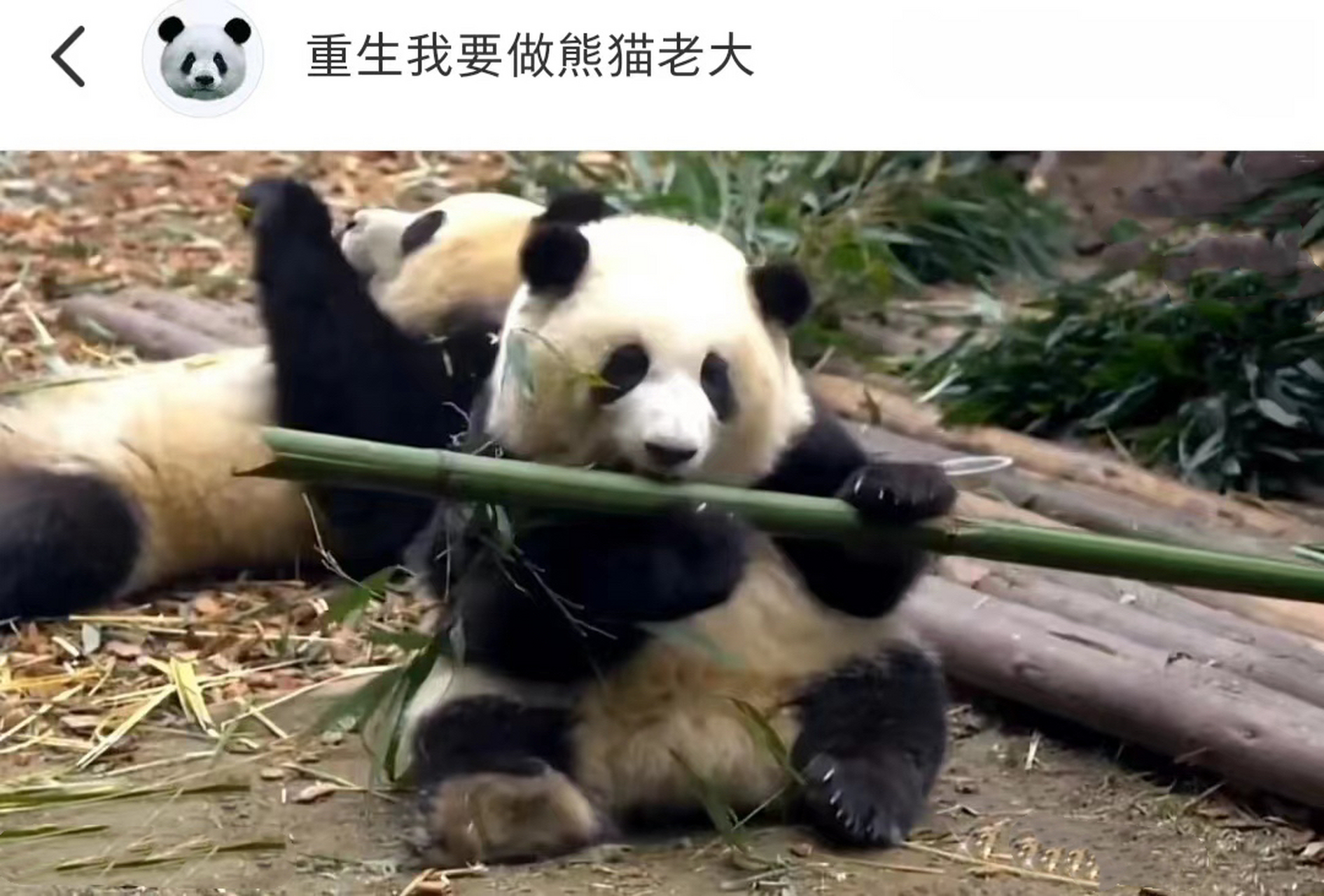 花花的竹子消失术,哈哈哈哈,要被笑死了,最后一张花花都开始怀疑人生