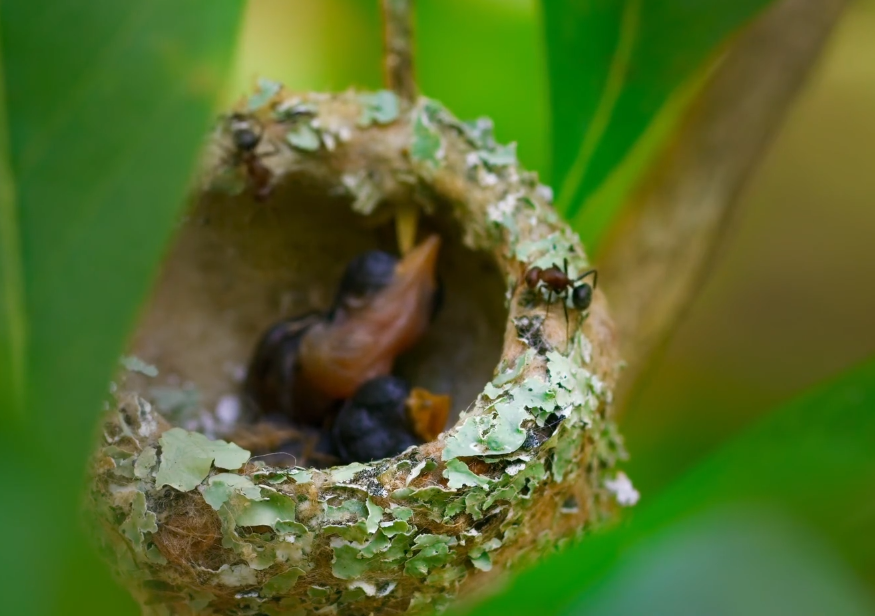 蜂鸟窝的命运洗礼,逃得过蚂蚁的袭击,却躲不了暴风雨的摧残