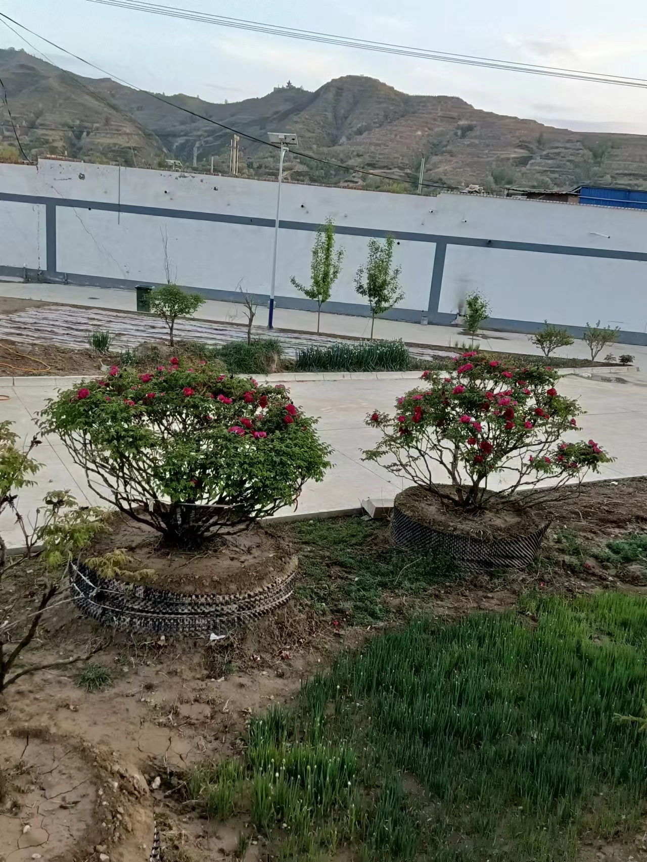 富贵牡丹树,百年紫斑牡丹,请大家与我沟通