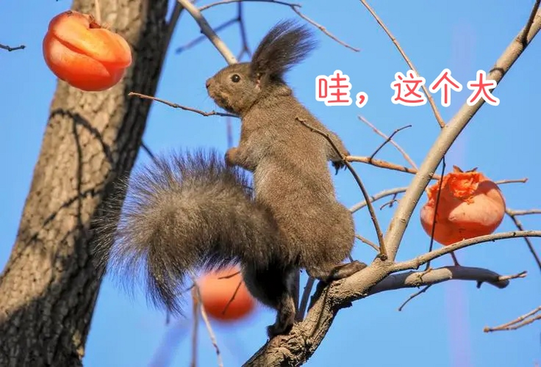 超可爱的小松鼠,树上摘柿子吃!吃的真香啊!#动物趣图