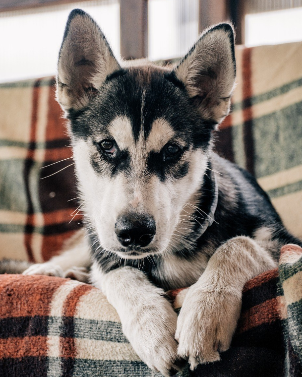 哈礼鹿是什么品种