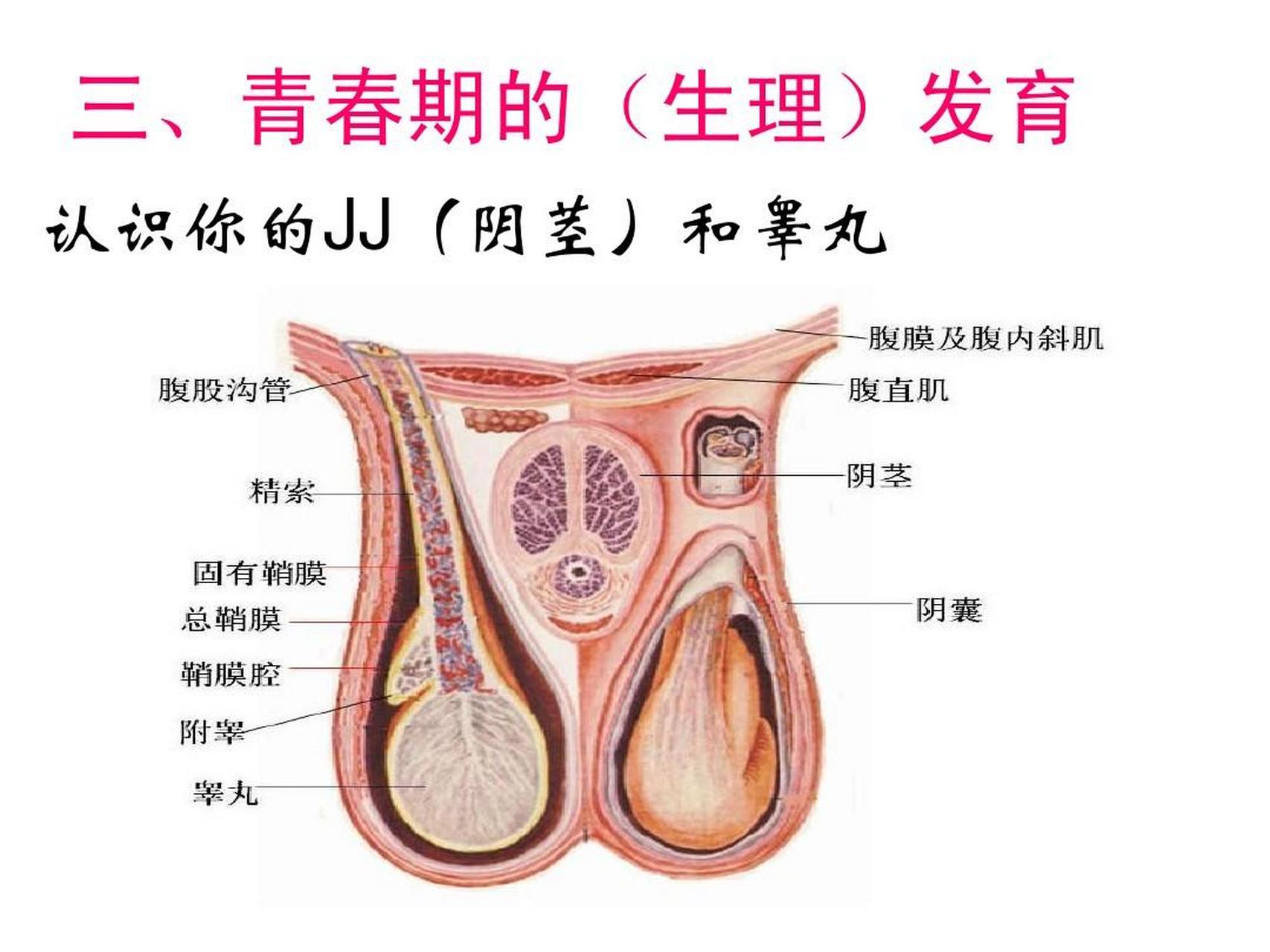 青春期男孩遗精范围图片