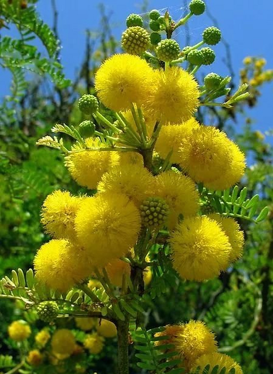 金合欢花 别名:鸭皂树,刺球花等.灌木或小乔木,树皮粗糙,多分枝.
