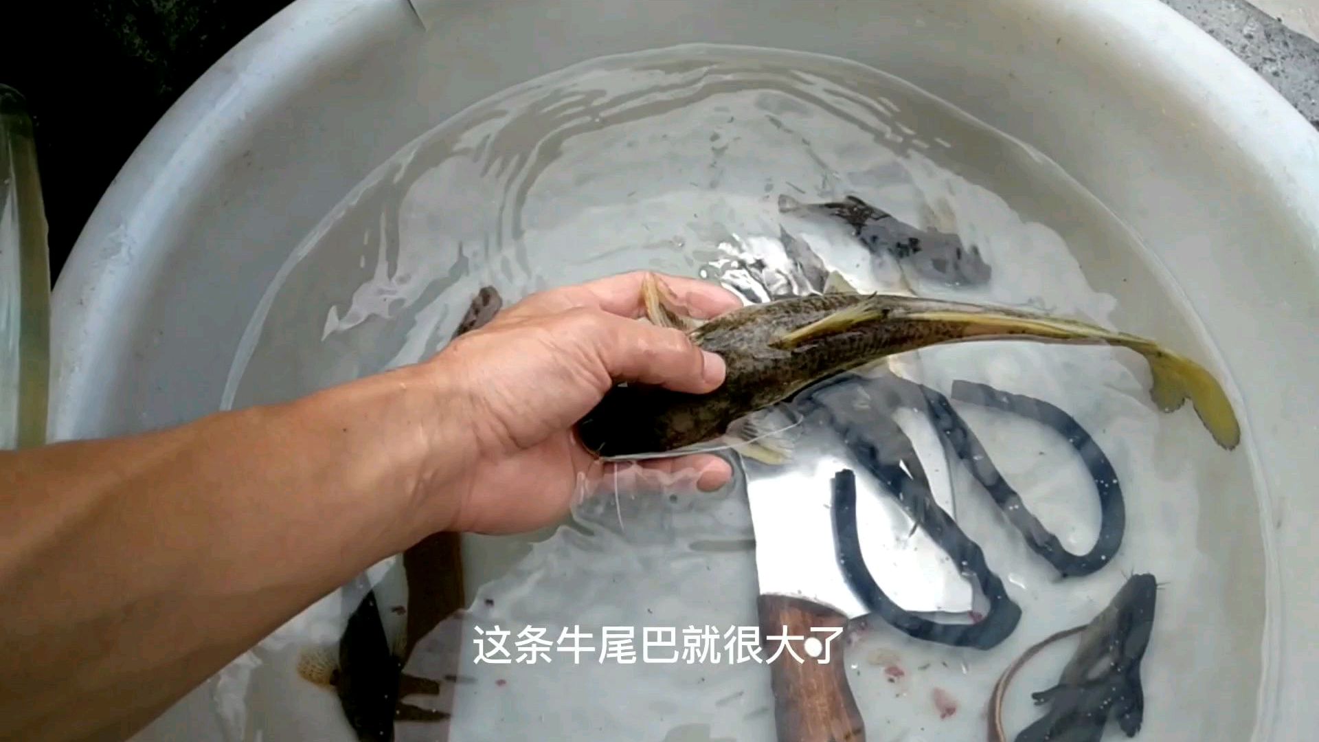 200元一斤的野生牛尾巴鱼,小伙准备全弄来吃了